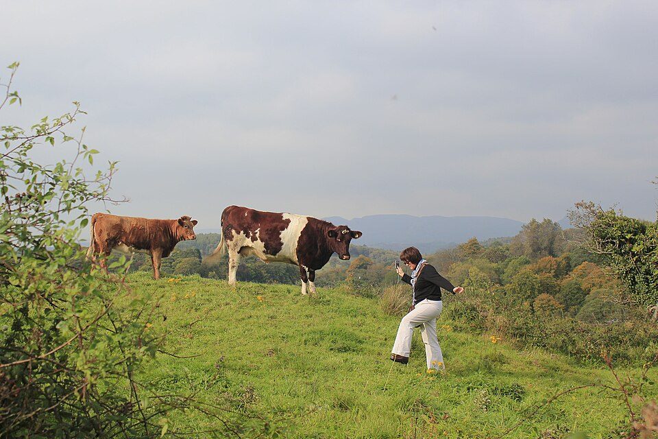 An Irish farm field with cattle and agricultural grassland